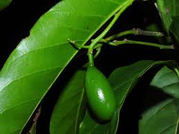 Image result for Beilschmiedia michelsonii