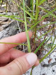 Image result for Schizachyrium sanguineum