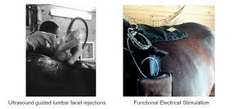 How To Recognize Treat And Prevent Back Pain In The Horse Atlantic Equine Services