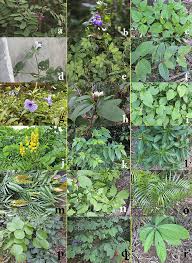 Image result for Tephrosia interrupta