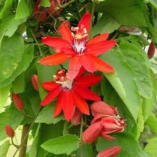 Image result for Passiflora vitifolia