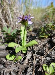 Image result for Hartliella