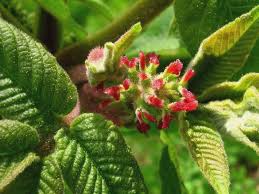 Image result for Juglans