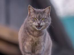 Fiecare animal de companie are propria personalitate și propriile nevoi. Poze Animale De Companie BlanÄƒ Mamifer Ochi Cap NaturÄƒ FiarÄƒ PrÄƒdÄƒtor DanturÄƒ Gheare Carnivor Felidae Mustati Animale Vertebrate Mici Pentru Pisici Mijlocii Iris Animal Terestru Bot PisicÄƒ DomesticÄƒ Cu PÄƒrul Scurt