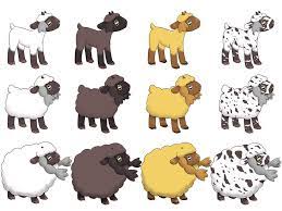 Wooloo Shinies And Other Fun Stuff Pokemon Sword And Shield Amino
