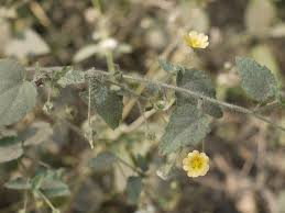 Image result for Sida veronicifolia