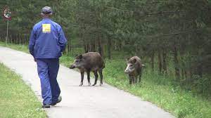Begegnung Wildschwein Und Mensch Youtube