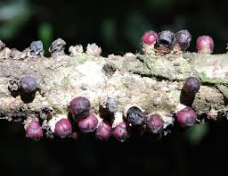 Image result for Pilostyles aethiopica