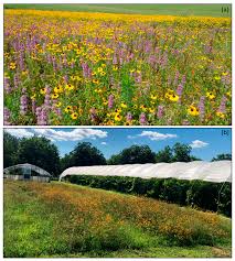 They appear before the last snows thaw. Agriculture Free Full Text Mitigating The Effects Of Habitat Loss On Solitary Bees In Agricultural Ecosystems Html