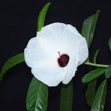 Image result for Hibiscus ludwigii