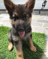 All photos, graphics, and written content are the property of van dalen kennels. 500 German Shepherd Puppy Part 17 Ideas In 2021 German Shepherd Puppies German Shepherd Gsd Puppies