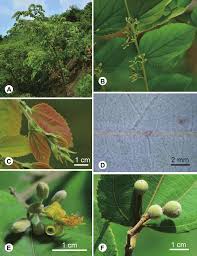 Image result for Grewia herbacea