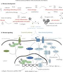 The 2019 j1 league, also known as the 2019 meiji yasuda j1 league (japanese: Therapeutic And Diagnostic Targeting Of Fibrosis In Metabolic Proliferative And Viral Disorders Sciencedirect