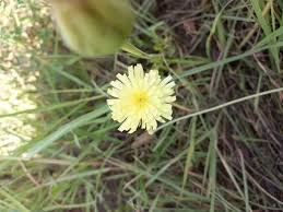 Image result for Crepis