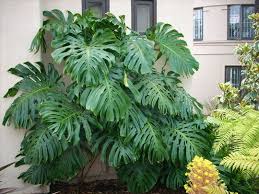 We did not find results for: Monstera Deliciosa Split Leaf Philodendron Philodendron Monstera Philodendron Cool Plants