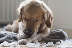 Supposedly he chews on almost everything he finds, be it a towel, toilet paper, shoes, chairs. Why Do Dogs Chew Everything Live Science