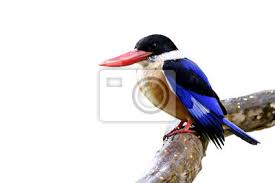 For birders and identification of wild birds. Fascinated Blue Bird With Black Head And Red Bills Perching On Leinwandbilder Bilder Cut Out Isoliert Beliebt Myloview De