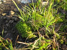 Image result for Tripogon