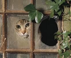 images?q=tbn:ANd9GcRigzx4vaaAJwGJYgOV8HUmqsTE3zvK_WUpg-Wgfks8KS_ctKC_