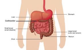 Gallstones Causes Symptoms Treatment Southern Cross Nz