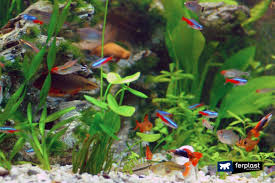 When neons are in a large group, 10+, they tend to internalize their roughhousing and that reduces or eliminates how much they'll nip outside their school, but since you can't have that many in a 6 gallon, they're gonna fin nip. Tips On How To Raise Neon Tetra Fish