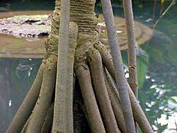 Image result for Pandanus sp. A