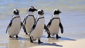 Die darstellungen sind also möglicherweise durch eine rosarote brille gesehen. Sudafrika Pinguine Am Strand Werden Fur Anwohner Zur Plage Welt