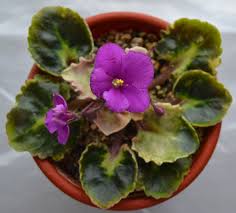 May 05, 2021 · use a mixture of 1/2 african violet potting soil and 1/2 pearlite to keep the soil aerated. Mikinda Girl Miniature African Violet Plant Baby Violets African Violets