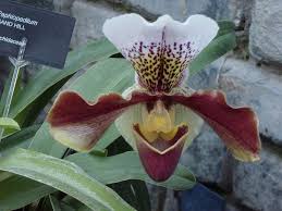 The largest is bulbophyllum, with possibly more than 2,000 species. Dendrobium Orchid And Cats Orchid Flowers