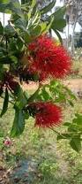Image result for Combretum holstii