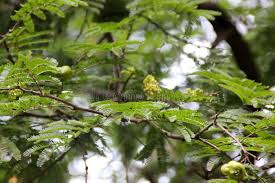 Image result for Libidibia coriaria