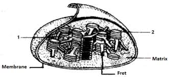 Plant cell organelles found in. Given Below Is A Diagrammatic Representation Of The Internal Structure Of An Organelle Found In A Plant Cell Sarthaks Econnect Largest Online Education Community
