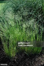 Image result for Panicum coloratum