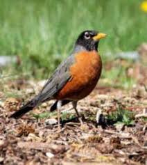 Birds Of Wisconsin Book Wisconsin State Bird Amerian Robin Turdus Migratorius State Birds Wisconsin Wisconsin State