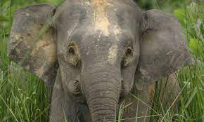 Here are some rainforest animals that are endangered. Sumatra And Borneo Animals People And Threats Wwf