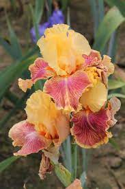 Pin On Iris