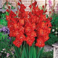 Glamini Gladiolus Patty K Van Bourgondien Gladiolus Gladiolus Flower Gladiolus Bulbs