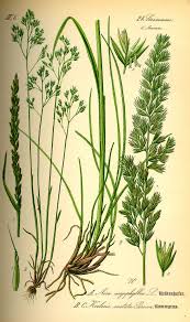 Flora Von Deutschland österreich Und Der Schweiz 1885 Pdf Koeleria Pyramidata Wikipedia