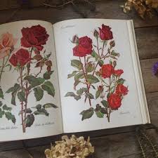 How do you preserve flowers in a book. 1960s Roses Vintage Book Flower Book Watercolour Artist Etsy How To Preserve Flowers Wonderful Flowers Watercolor Artist