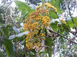 Image result for Solanecio