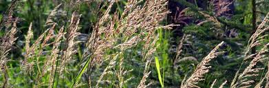 Check spelling or type a new query. A Way With Words Gone To Seed