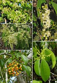 Image result for Rourea