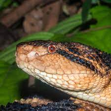 A Shot Of The Face Of A Bushmaster In Situ In The Peruvian Amazon Checkout The Size Of The Head On This Snake It Was Like A Snake Reptile Snakes Bushmaster
