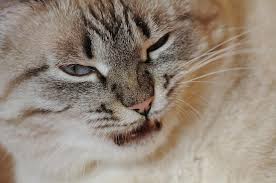 You may want to use several cat shedding brushes are extremely useful because these are tools that you can use on a daily basis for maintenance. Best Brush For Cats That Hate To Be Brushed The Pet Supply Guy