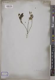 Image result for Grewia arborea