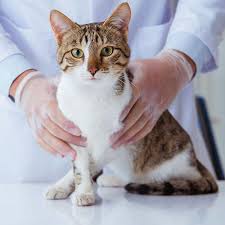 The specific causes of this kidney failure are usually difficult to identify; Crystals In Cat Urine And How To Treat Them Blue Buffalo