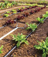 Bu videomuzda damlama yöntemi ile çiçek nasıl sulanır bulabilirsiniz. Damla Sulama Nedir Hangi Amacla Kullanilir