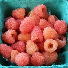 Check spelling or type a new query. Double Gold Raspberry Plant