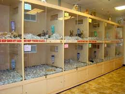 Discover them and find what you need now! Pet Store Breeder Or Rescue Paws And Learn