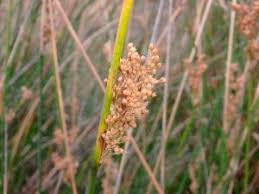 Image result for Juncus lomatophyllus